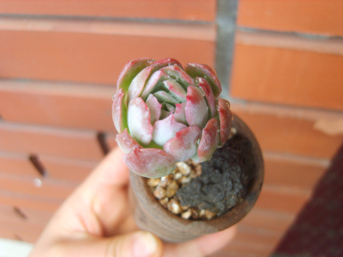 블루아 이미지