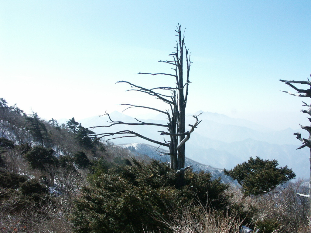 고사목 이미지